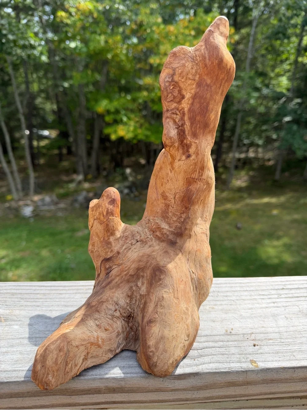 Ornamental Wood | Organic Bio Decor | Versatile!